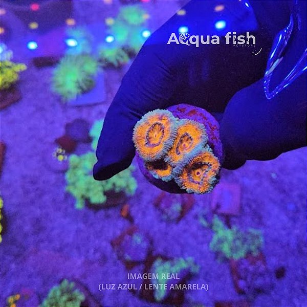 Acanthastrea Lordhowensis Orange