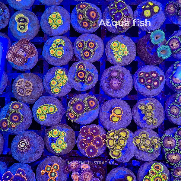 Zoanthus & Palythoas