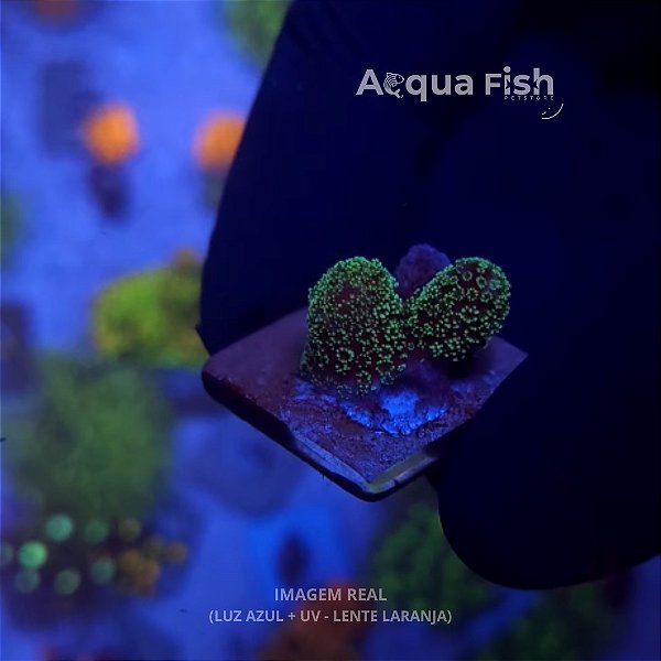 Seriatopora caliendrum