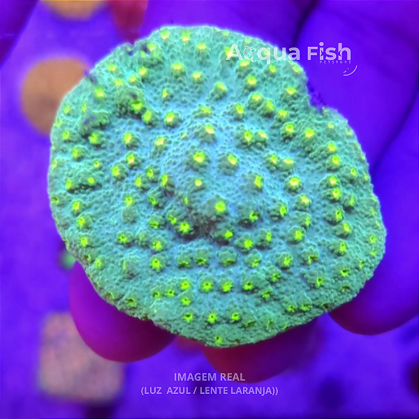 Chalice Hollywood Stunner