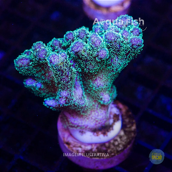 Pocillopora Green