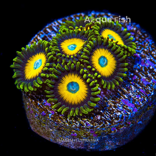 Zoanthus Scramble Eggs