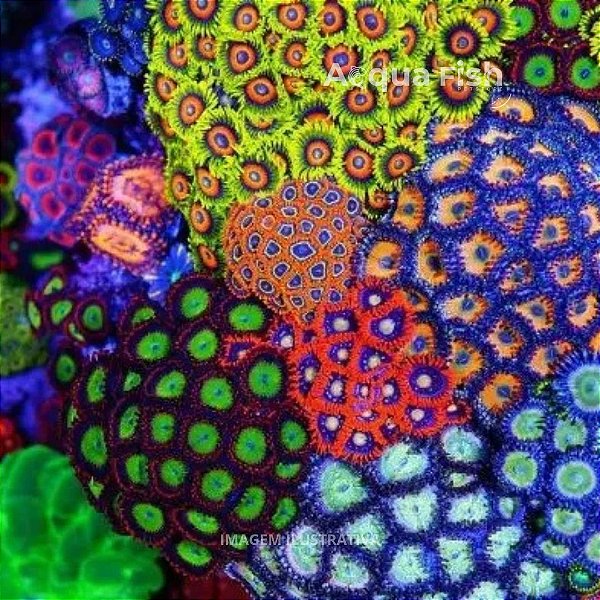 Zoanthus & Palythoas (Grade A)