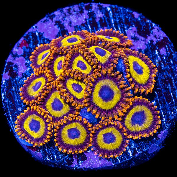 Zoanthus Fruit Loops