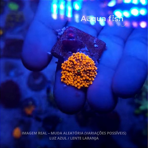 Ricordea Yuma Orange