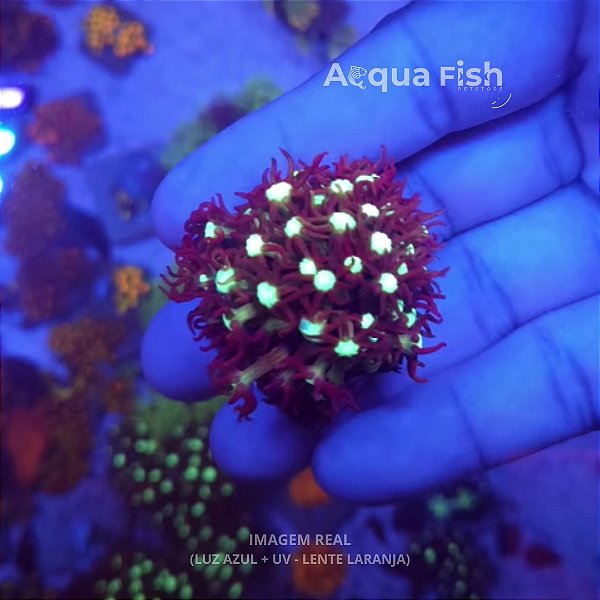 Purple/Brown Star Polyps GSP