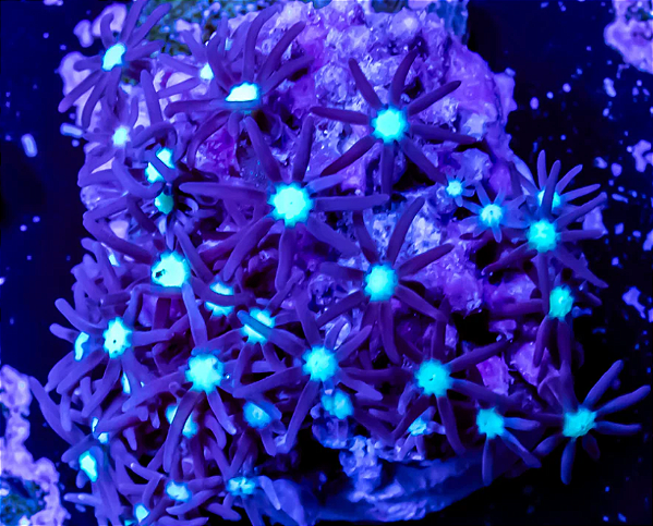 Purple/Brown Star Polyps GSP