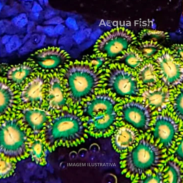 Zoanthus Oregon Duck