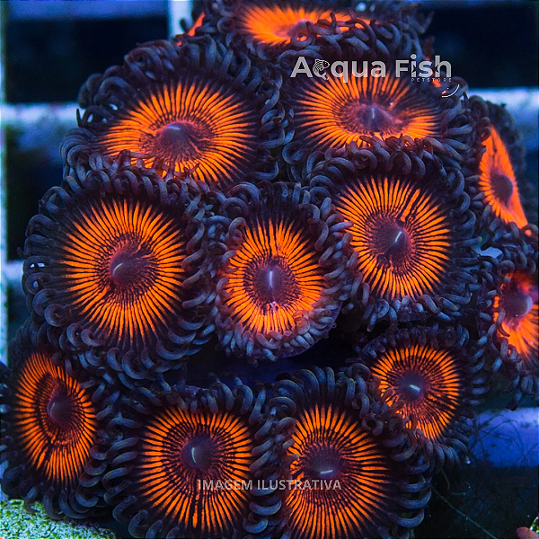 Palythoa Armour of God