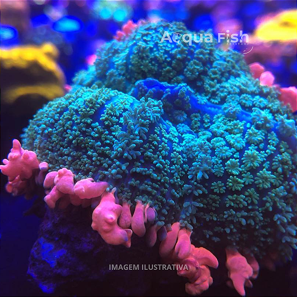 Mushroom Bounce Frankenstein