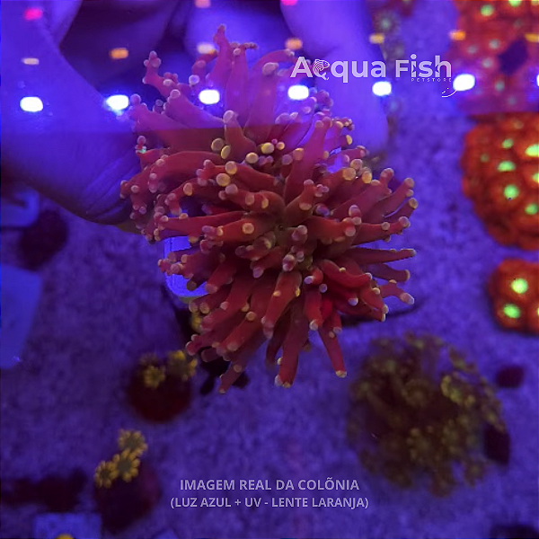 Frogspawn Orange Octopus