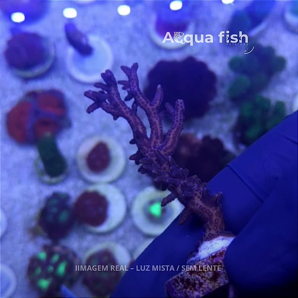Seriatopora Hystrix Purple