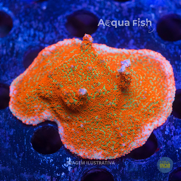 Montipora Grinch