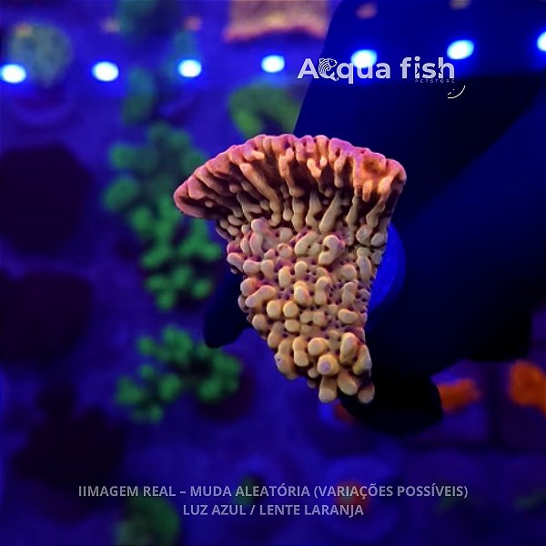 Montipora Slow Burn