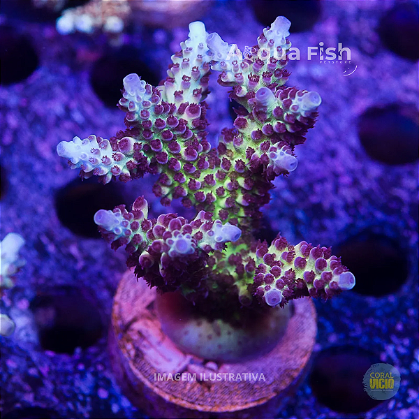 Acropora Nasuta Rainbow