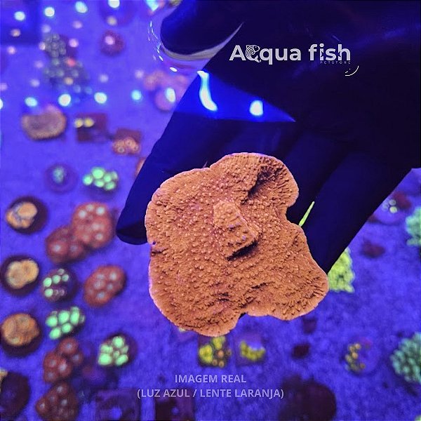 Montipora Capricornis Orange
