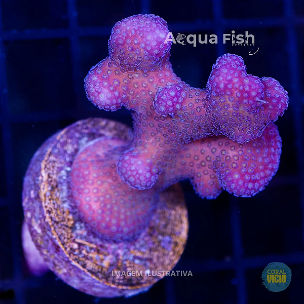 Stylophora Pink Tonga
