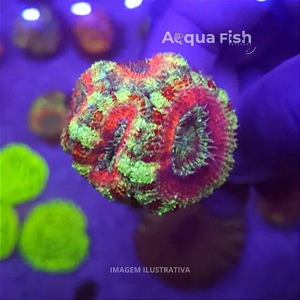 Acanthastrea Lordhowensis A