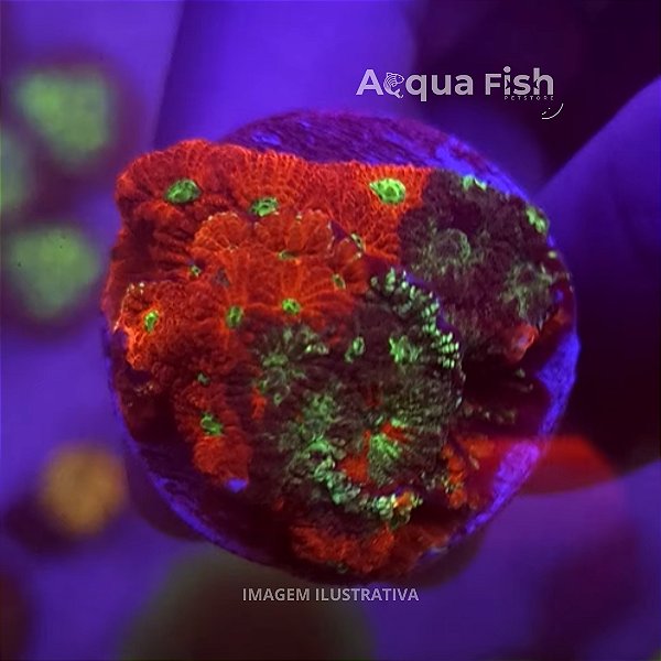 Favia War