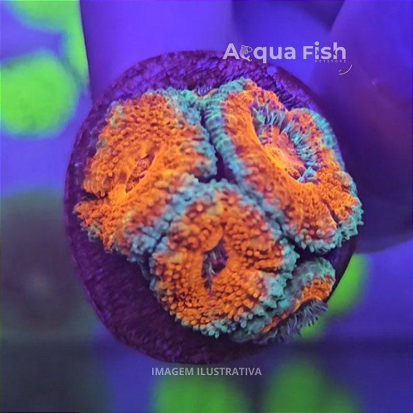 Acan Lordhowensis B