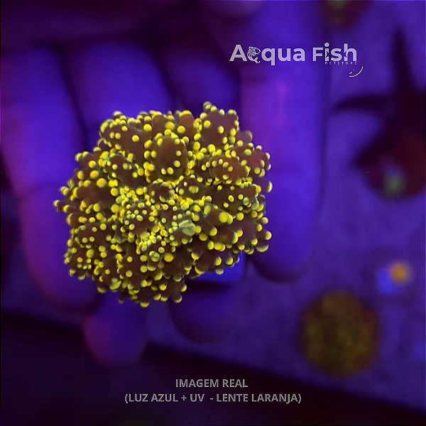 Frog Yamamensis Yellow