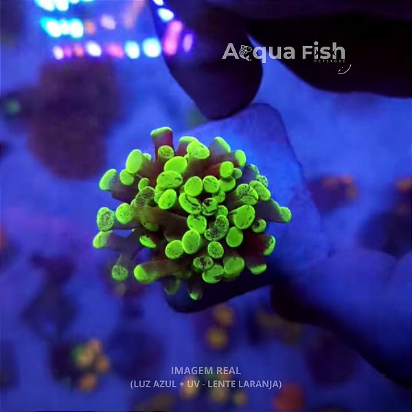 Frammer Electric Green