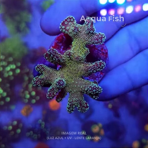 Pocilophora Purple Green