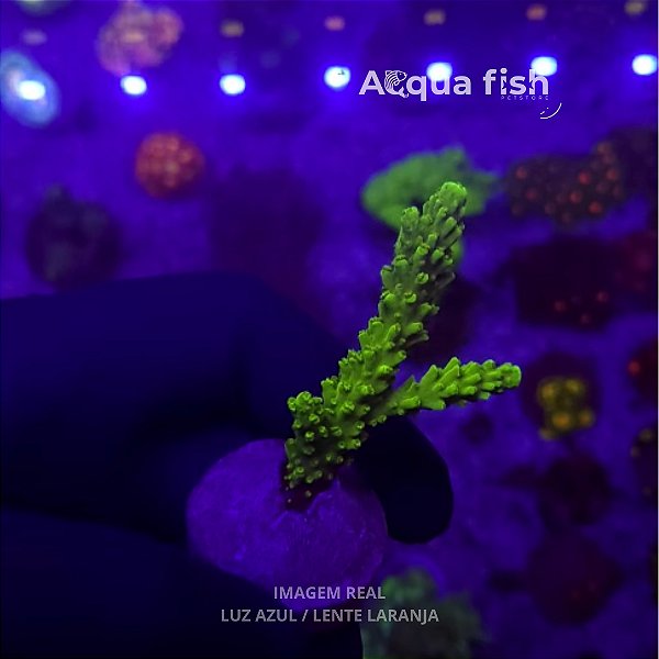 Acropora Yongei Green