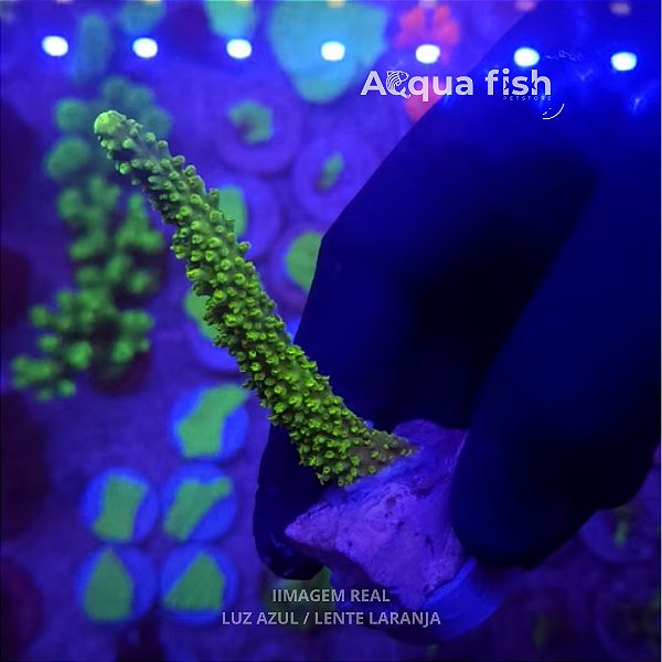 Acropora Yongei Green