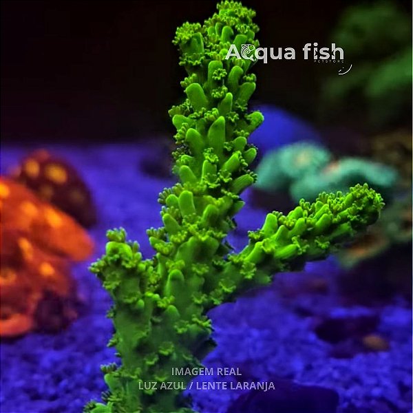 Acropora Yongei Green