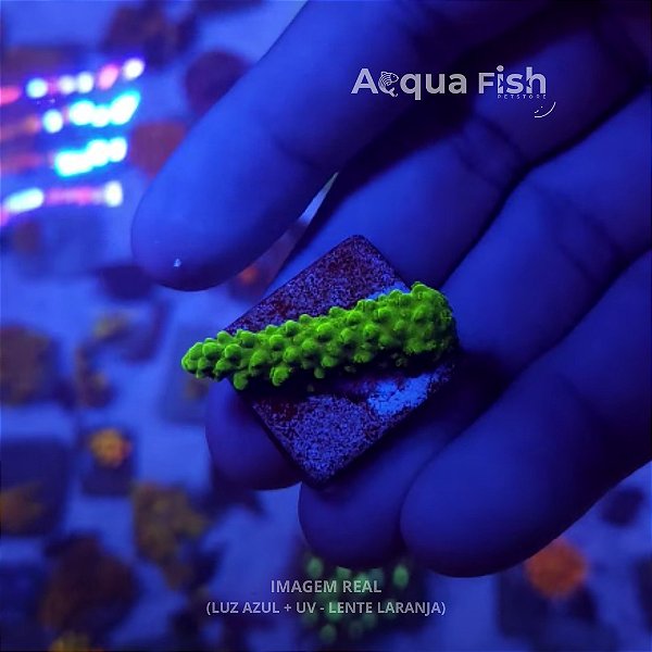 Acropora Yongei Green