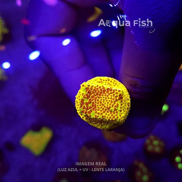 Stylocoeniella Burning Banana‎