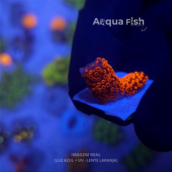 Digitata Forest fire