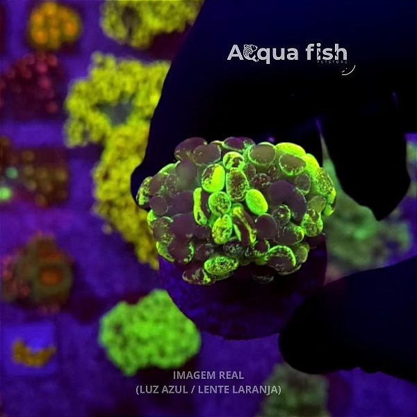 Hammer Branch Lemon Rainbown Splatter