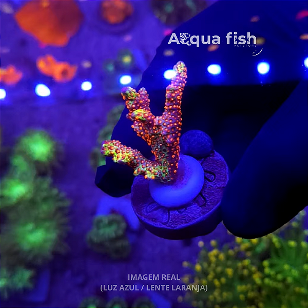 Montipora Forest Fire (A)