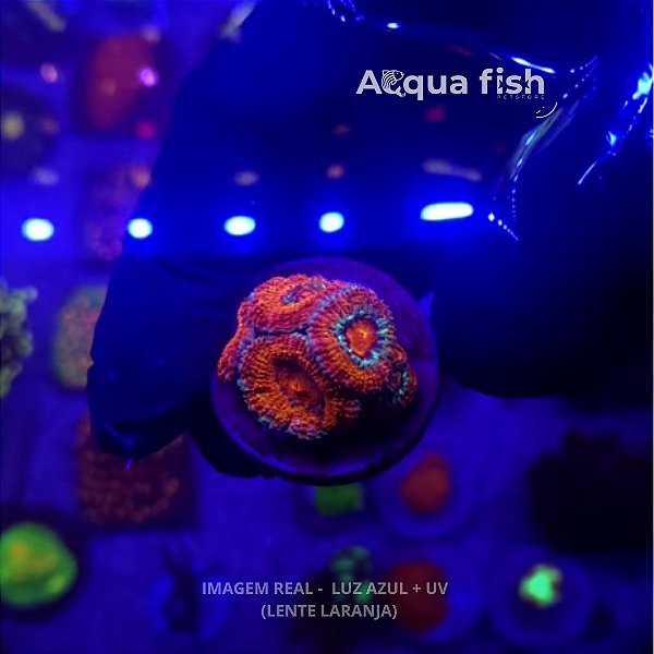 Acanthastrea Lordhowensis (A)