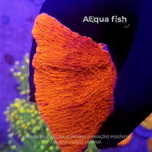 Montipora Capricornis Orange