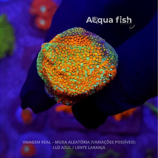 Montipora Rainbow