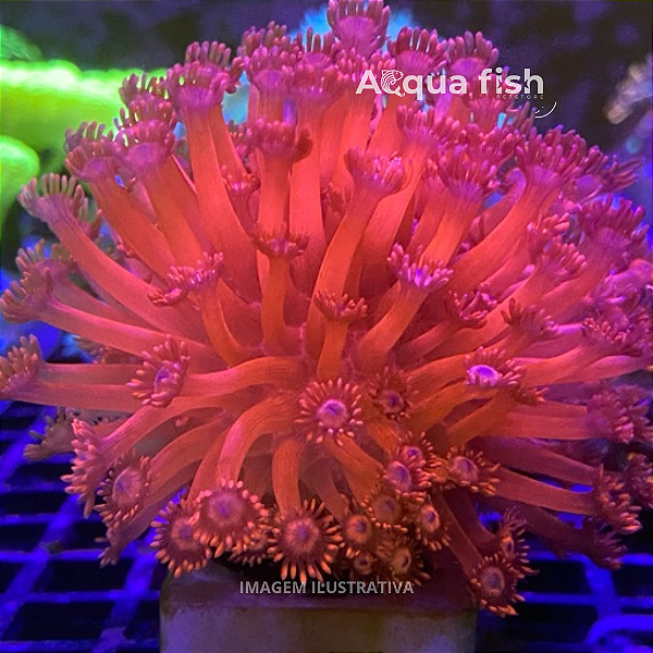 Goniopora Red (P)