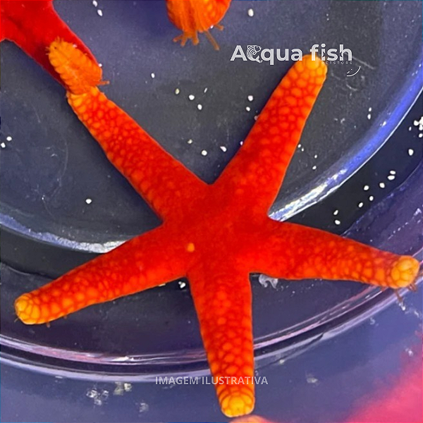 Red Yellow Tip Starfish