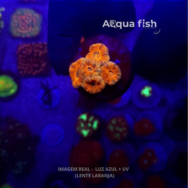 Acanthastrea Lordhowensis (B)