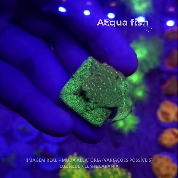 Pavona Cactus Green