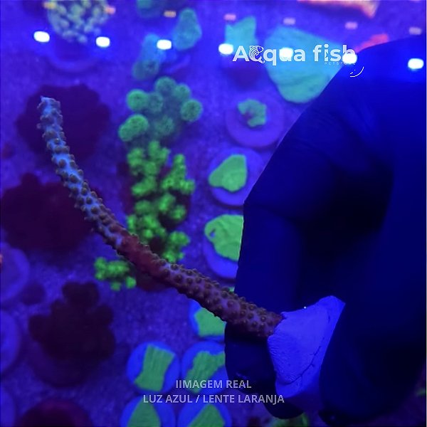 Acropora Turquoise Blue Tips (A)