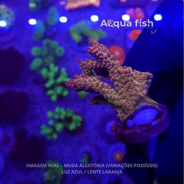 Acropora Victoria Passion