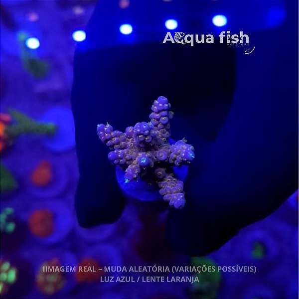 Acropora Blue Star