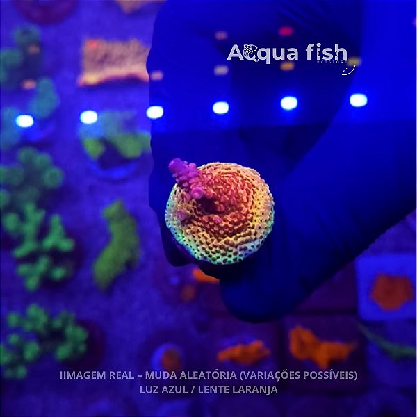 Acropora PC Rainbow