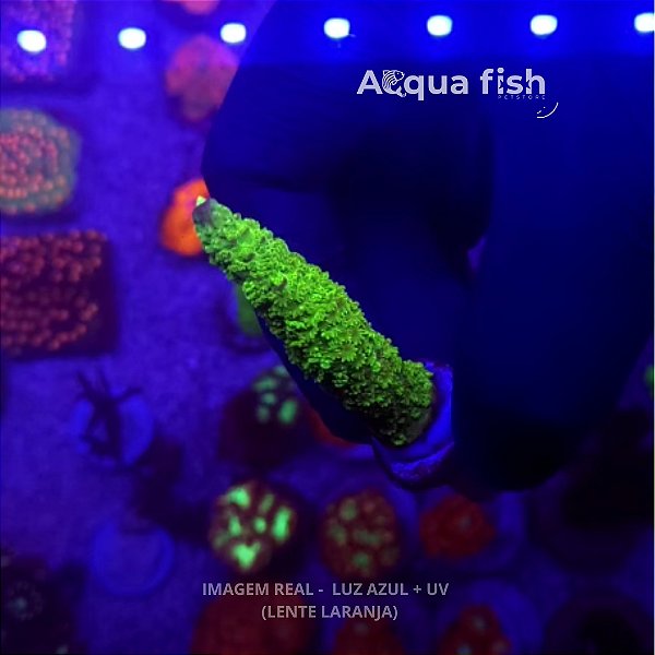 Acropora Bali Green Slimer
