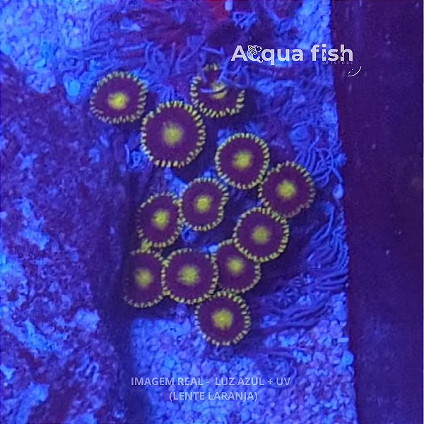 Zoanthus + Xênia Blue