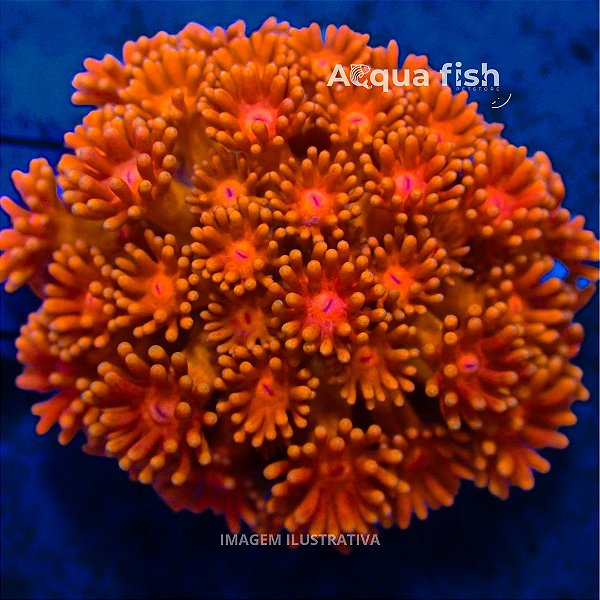 Goniopora Orange
