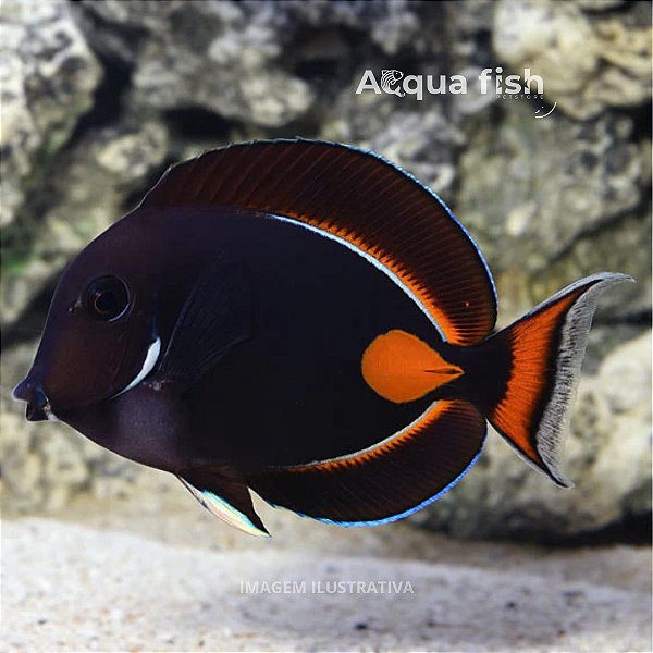 Achilles Tang